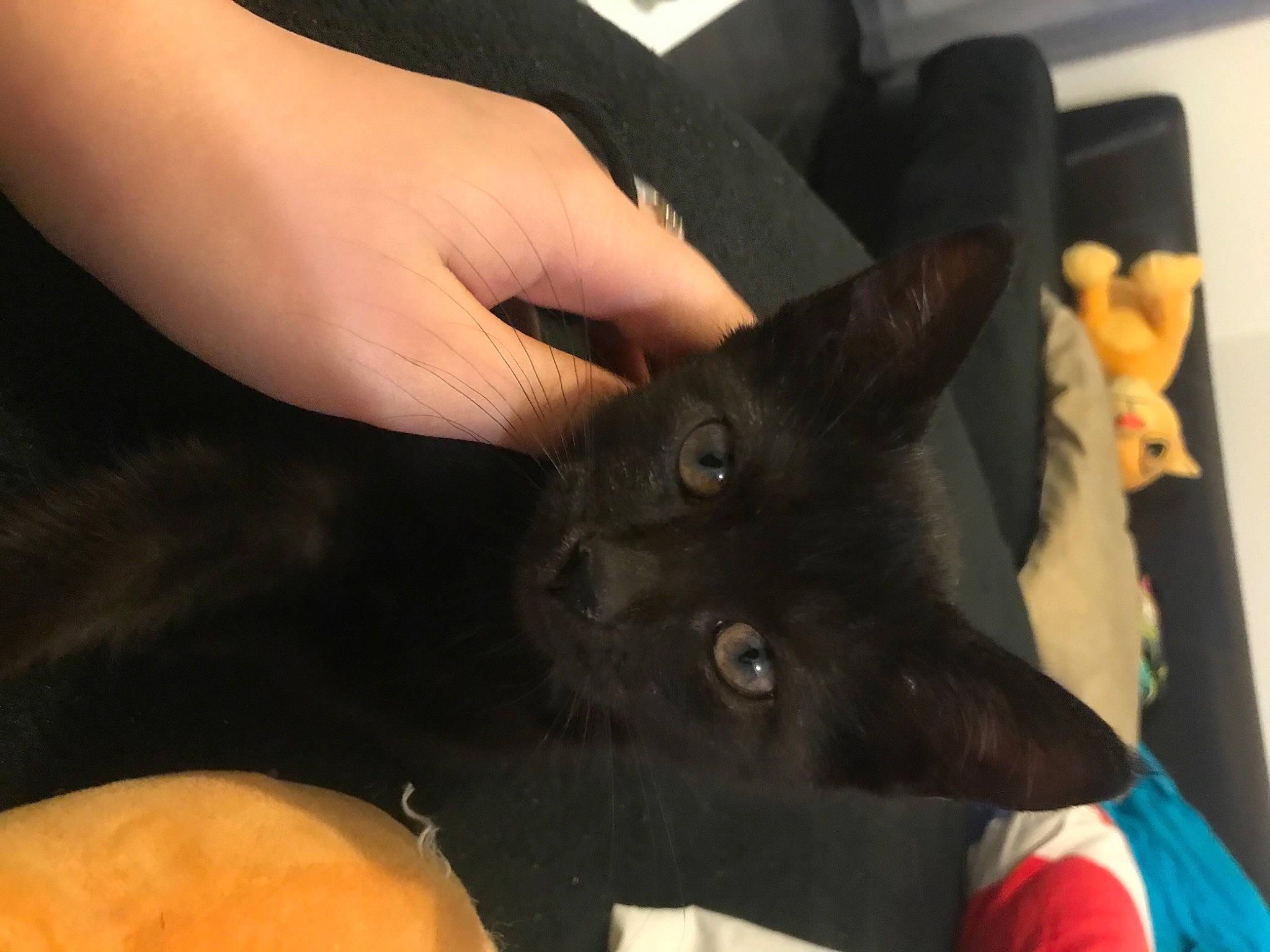 Wiwi participe au concours pour gagner de l'argent avec cette photo : black_cat, bombay, canidae, carnivore, cat, claw, comfort, dog_breed, domestic_short_haired_cat, ear, felidae, finger, fur, gesture, hand, nail, small_to_medium_sized_cats, thumb, whiskers, wrist