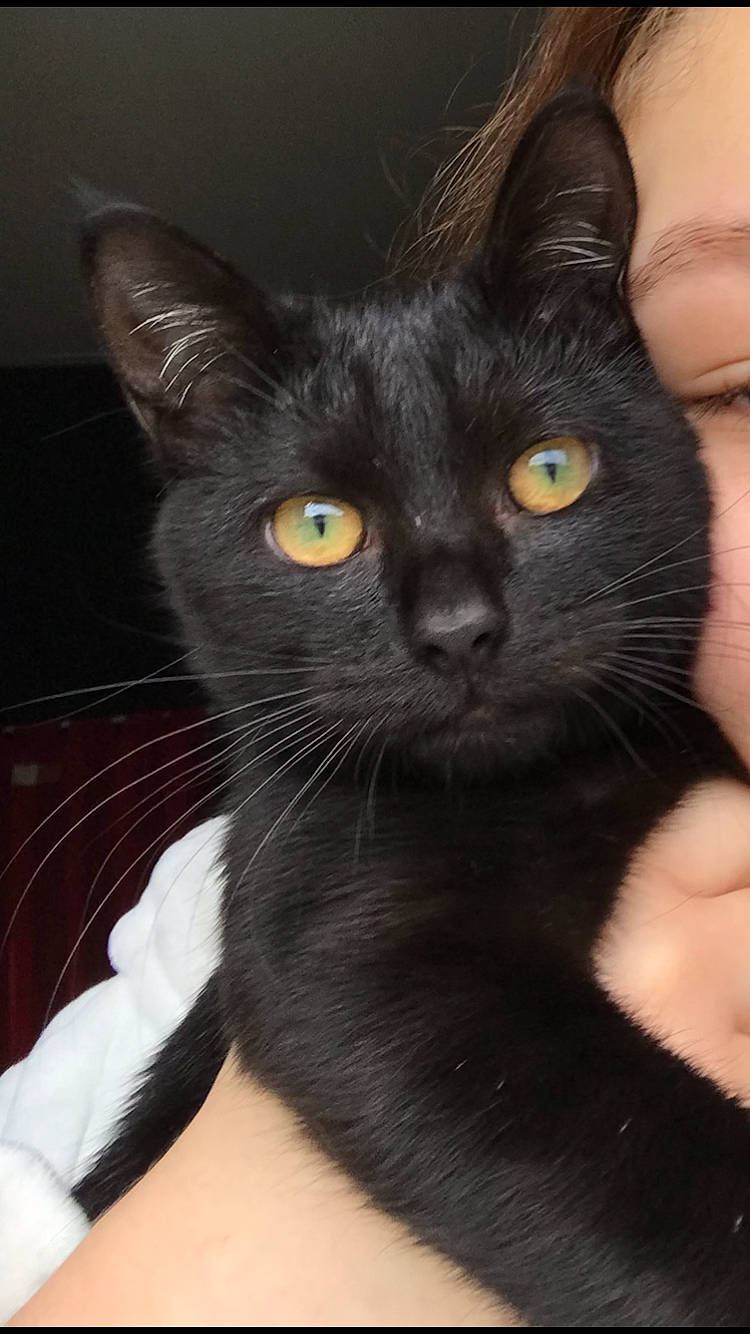 Wiwi participe au concours pour gagner de l'argent avec cette photo : black_cat, bombay, carnivore, cat, domestic_short_haired_cat, felidae, fur, havana_brown, iris, small_to_medium_sized_cats, snout, whiskers