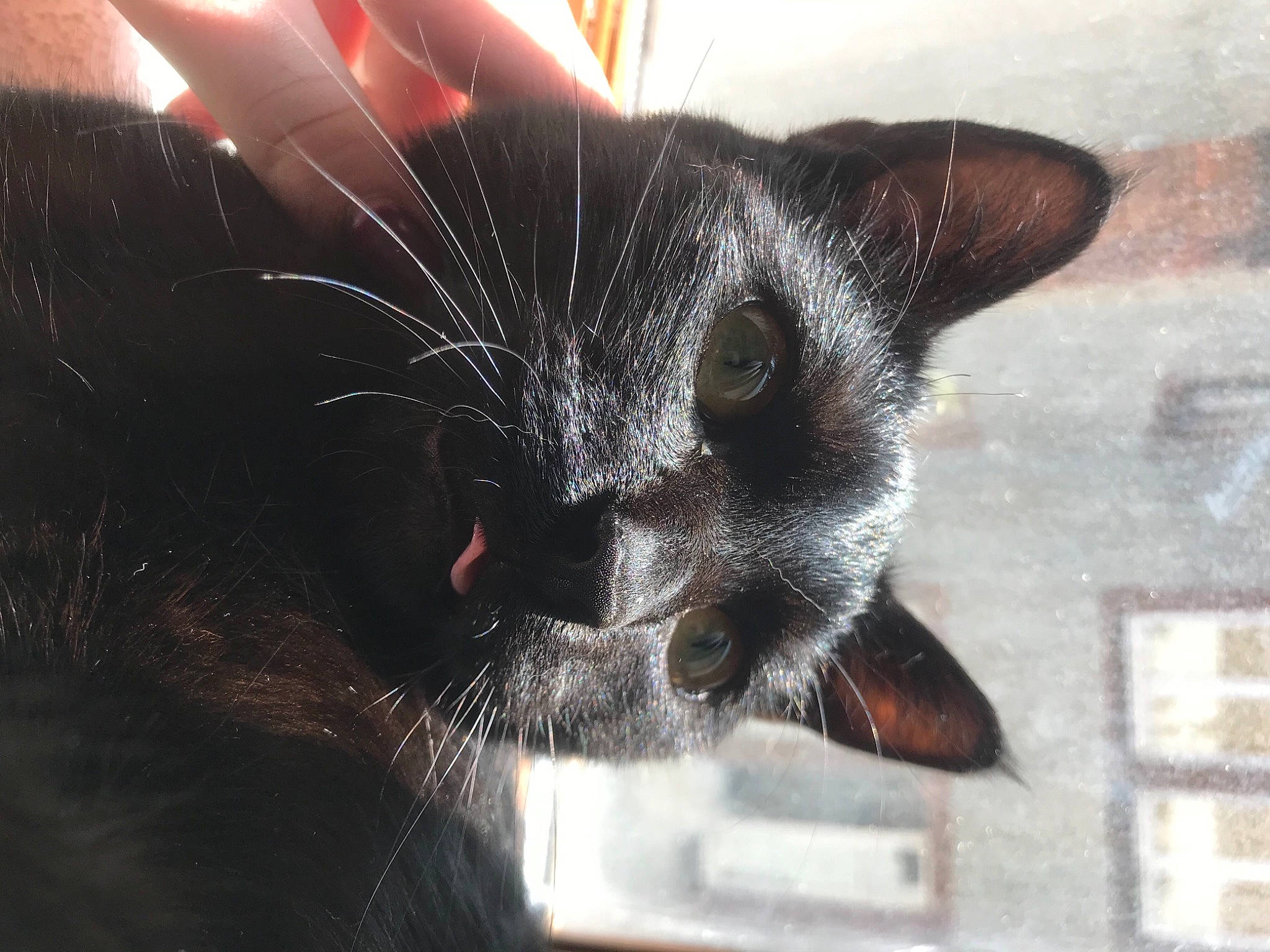 Wiwi participe au concours pour gagner de l'argent avec cette photo : art, black_cat, bombay, carnivore, cat, claw, close_up, domestic_short_haired_cat, ear, felidae, fur, paw, small_to_medium_sized_cats, snout, tail, whiskers, wildlife, window