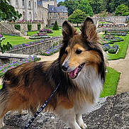 Organza participe au concours pour gagner de l'argent avec cette photo : dog, animal, pet, leash, fur, garden, flowers, greenery, stone, building, architecture, outdoor, nature, sky, clouds, grass, pathway, tree, happy, canine