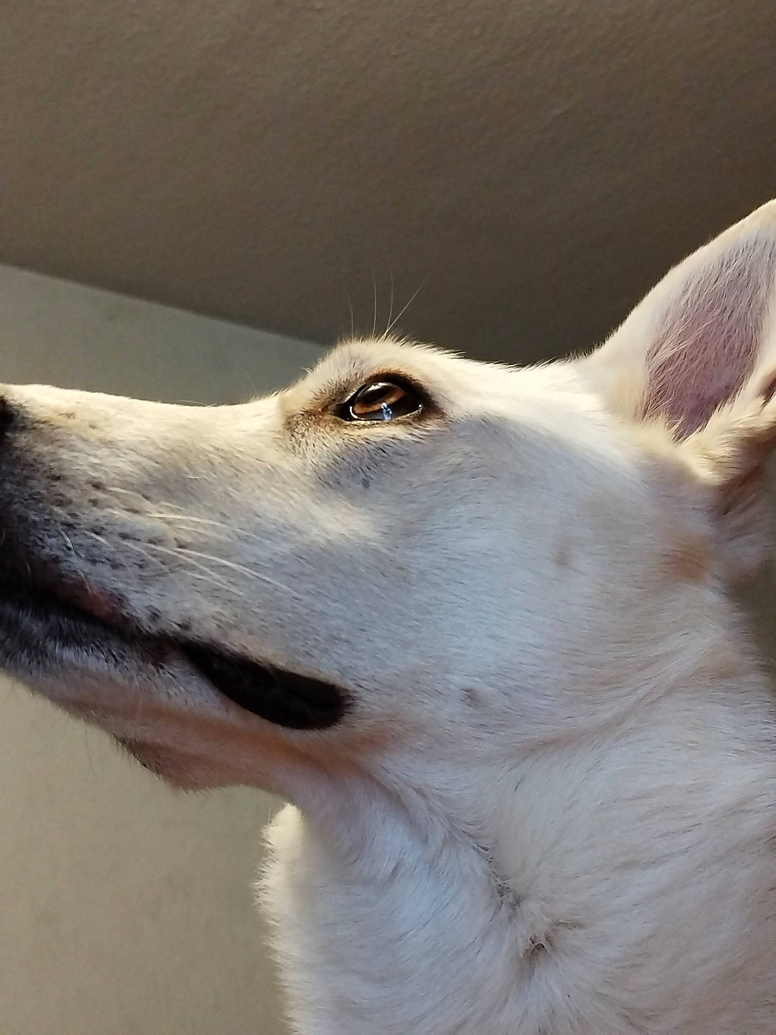 Phoenix a rejoint le concours — aidez-le/la à gagner de superbes lots ! ancient_dog_breeds, canidae, carnivore, companion_dog, dog, dog_breed, fang, fawn, fur, sporting_group, terrestrial_animal, whiskers, working_animal, working_dog