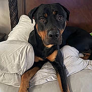 Hades joined the competition — help win amazing prizes! rottweiler, dog, pet, canine, black_and_tan, couch, pillows, indoor, furniture, headboard, relaxing, looking_at_camera, animal, mammal, domestic_animal, fur, ears, eyes, paw, snout
