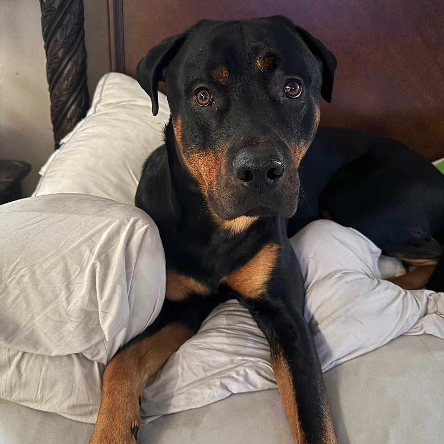 Hades joined the competition — help win amazing prizes! rottweiler, dog, pet, canine, black_and_tan, couch, pillows, indoor, furniture, headboard, relaxing, looking_at_camera, animal, mammal, domestic_animal, fur, ears, eyes, paw, snout