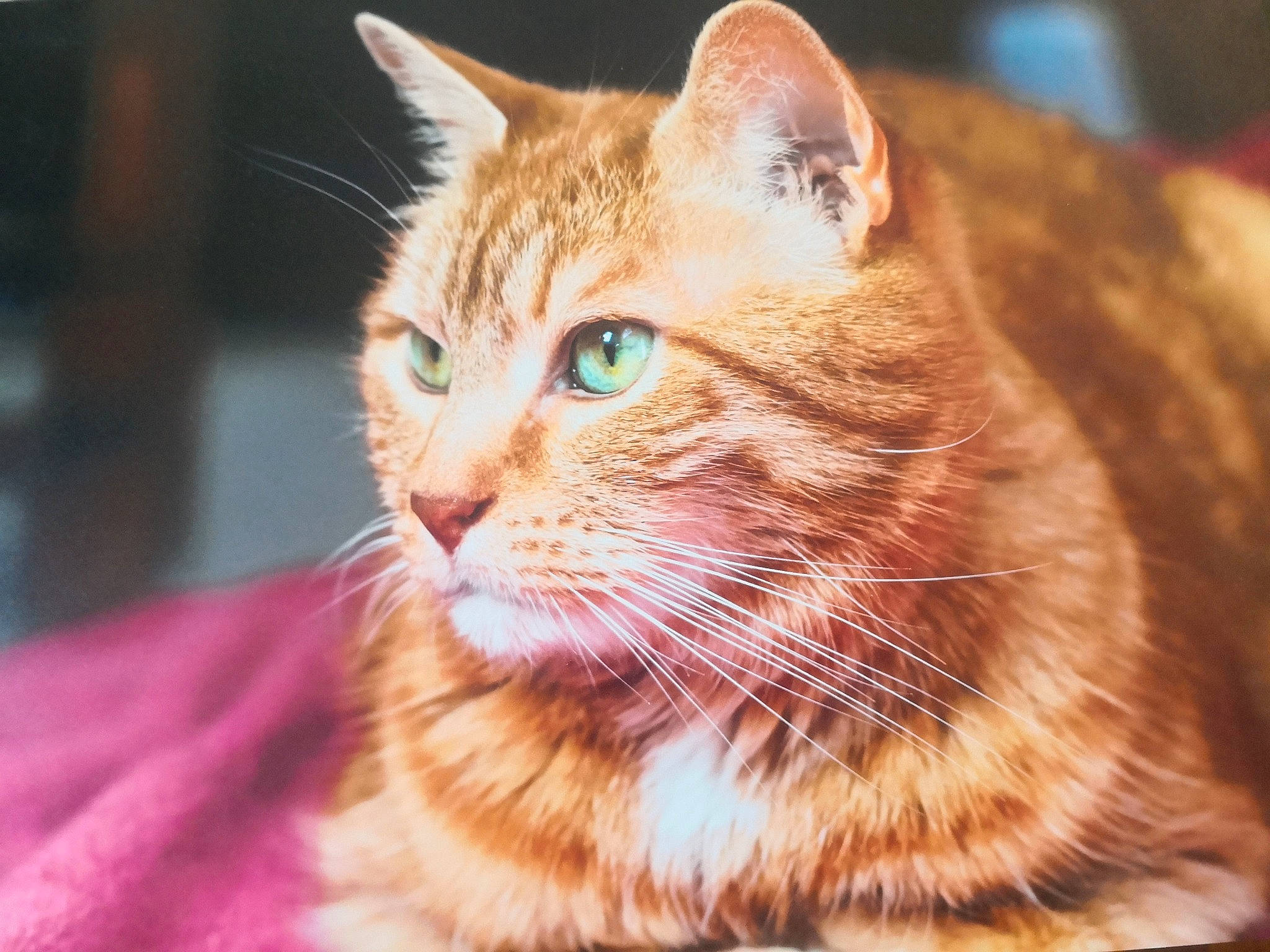 Moka a rejoint le concours — aidez-le/la à gagner de superbes lots ! carnivore, cat, close_up, domestic_short_haired_cat, eye, fawn, felidae, fur, small_to_medium_sized_cats, snout, whiskers, wildlife, window, wood