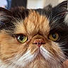 cat, persian_cat, calico, fluffy, long_hair, pet, animal, close_up, portrait, golden_eyes, whiskers, pink_nose, grumpy, indoor, home, blurred_background, fur, feline, cute, funny