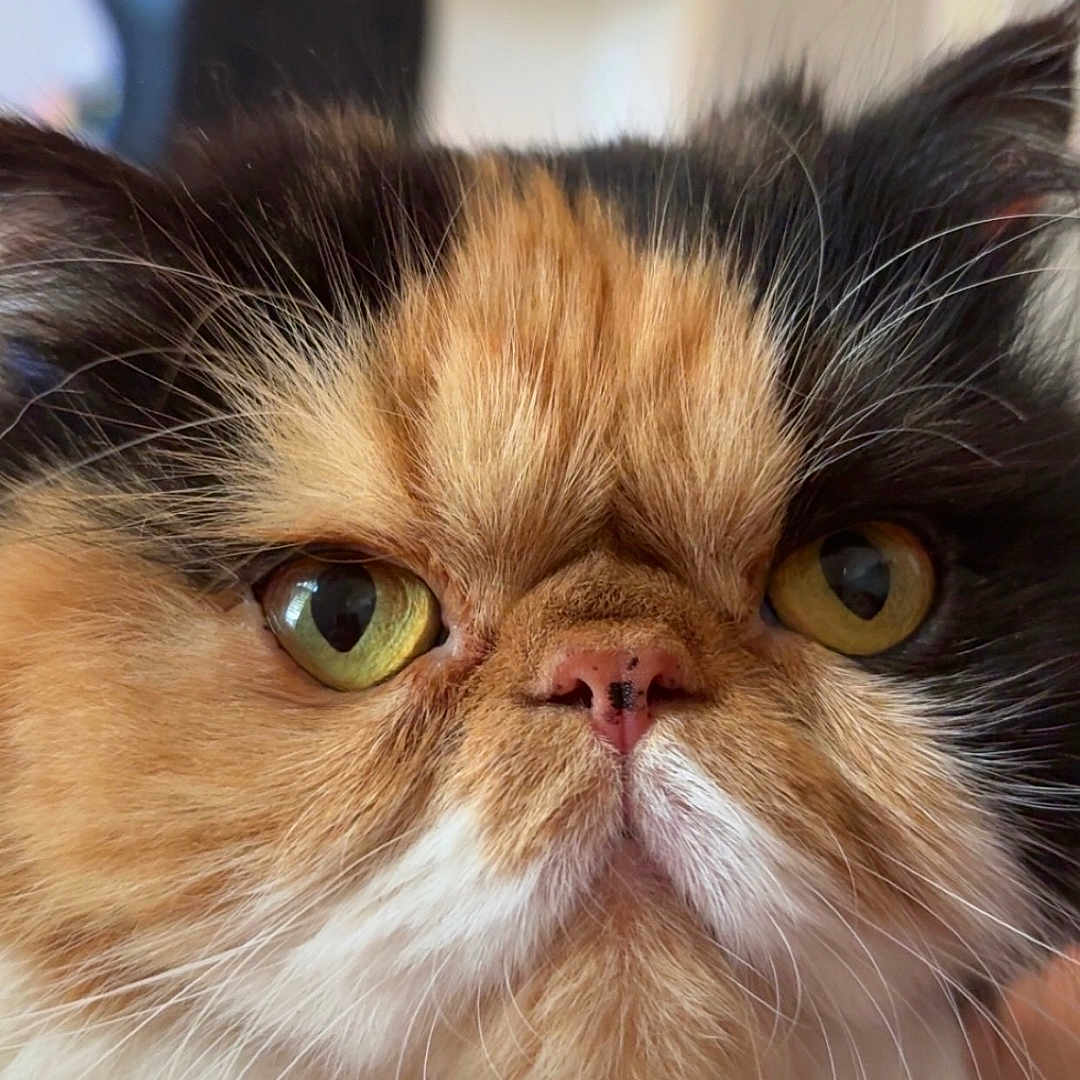 Lulu