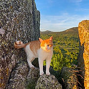 Timon participe au concours pour gagner de l'argent avec cette photo : cat, orange_cat, white_cat, rock, mossy_rock, outdoor, nature, scenic, hill, valley, sunlight, golden_hour, animal, curious, standing, wildlife, daylight, landscape, fur, whiskers