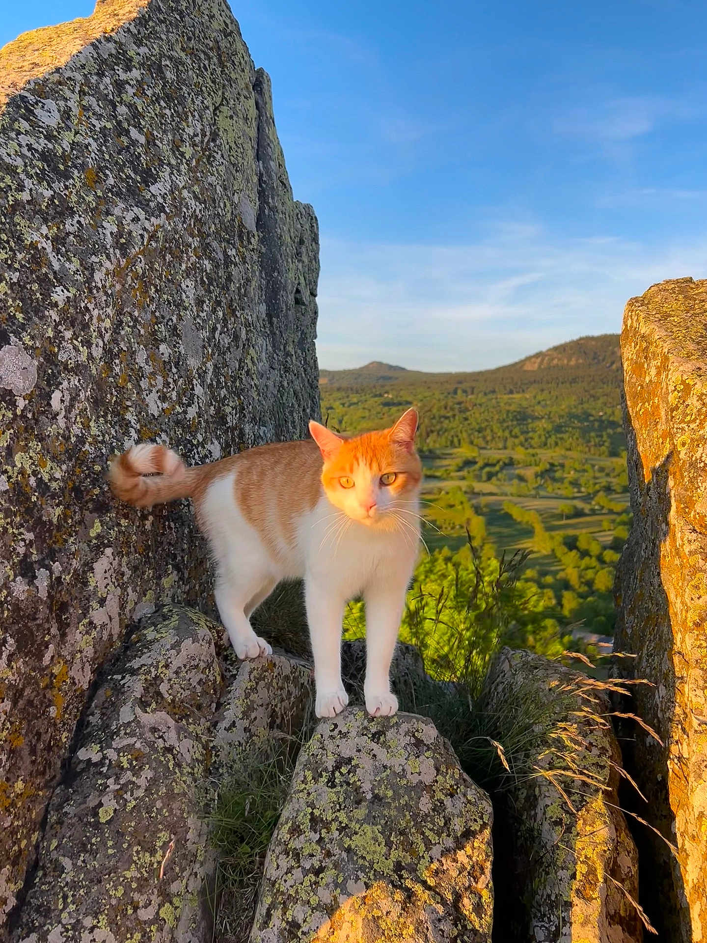 Timon participe au concours pour gagner de l'argent avec cette photo : cat, orange_cat, white_cat, rock, mossy_rock, outdoor, nature, scenic, hill, valley, sunlight, golden_hour, animal, curious, standing, wildlife, daylight, landscape, fur, whiskers