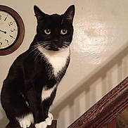 Freddy is registered to the contest to win money with this photo: cat, tuxedo_cat, black_and_white, indoor, wooden_post, staircase, clock, wall, pet, animal, feline, curious, sitting, whiskers, paws, ears, eyes, house, home, domestic