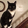 cat, tuxedo_cat, black_and_white, indoor, wooden_post, staircase, clock, wall, pet, animal, feline, curious, sitting, whiskers, paws, ears, eyes, house, home, domestic