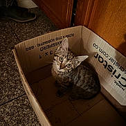 Indica joined the competition — help win amazing prizes! cat, kitten, tabby, cardboard_box, indoor, curious, pet, animal, floor, wooden_cabinet, boot, tiled_floor, looking_up, young_cat, feline, small_animal, cozy, domestic, shadow, home