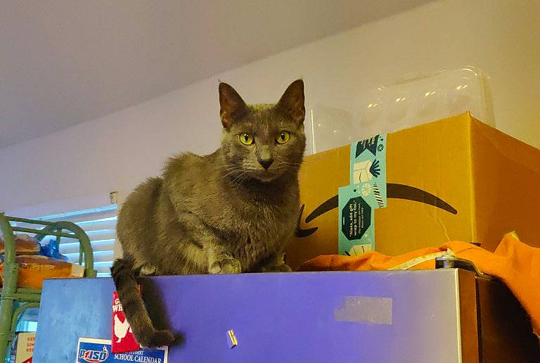 Prince Zelda joined the competition — help win amazing prizes! box, cardboard, carnivore, carton, cat, cat_supply, chartreux, domestic_short_haired_cat, fawn, felidae, organism, packaging_and_labeling, packing_materials, paper_product, room, small_to_medium_sized_cats, snout, tail, whiskers