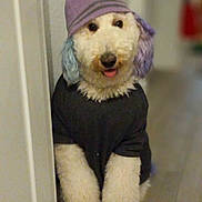 Dixie Mae joined the competition — help win amazing prizes! dog, indoor, pet, clothing, beanie, hat, pastel_colors, curly_fur, white_dog, playful, tongue_out, sitting, floor, wall, cute, domestic_animal, fur, canine, portrait, animal
