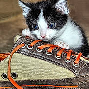 Mika a rejoint le concours — aidez-le/la à gagner de superbes lots ! kitten, cat, shoe, sneaker, laces, black_and_white, cute, pet, animal, feline, close_up, indoor, small, curious, playful, fur, whiskers, paws, texture, footwear