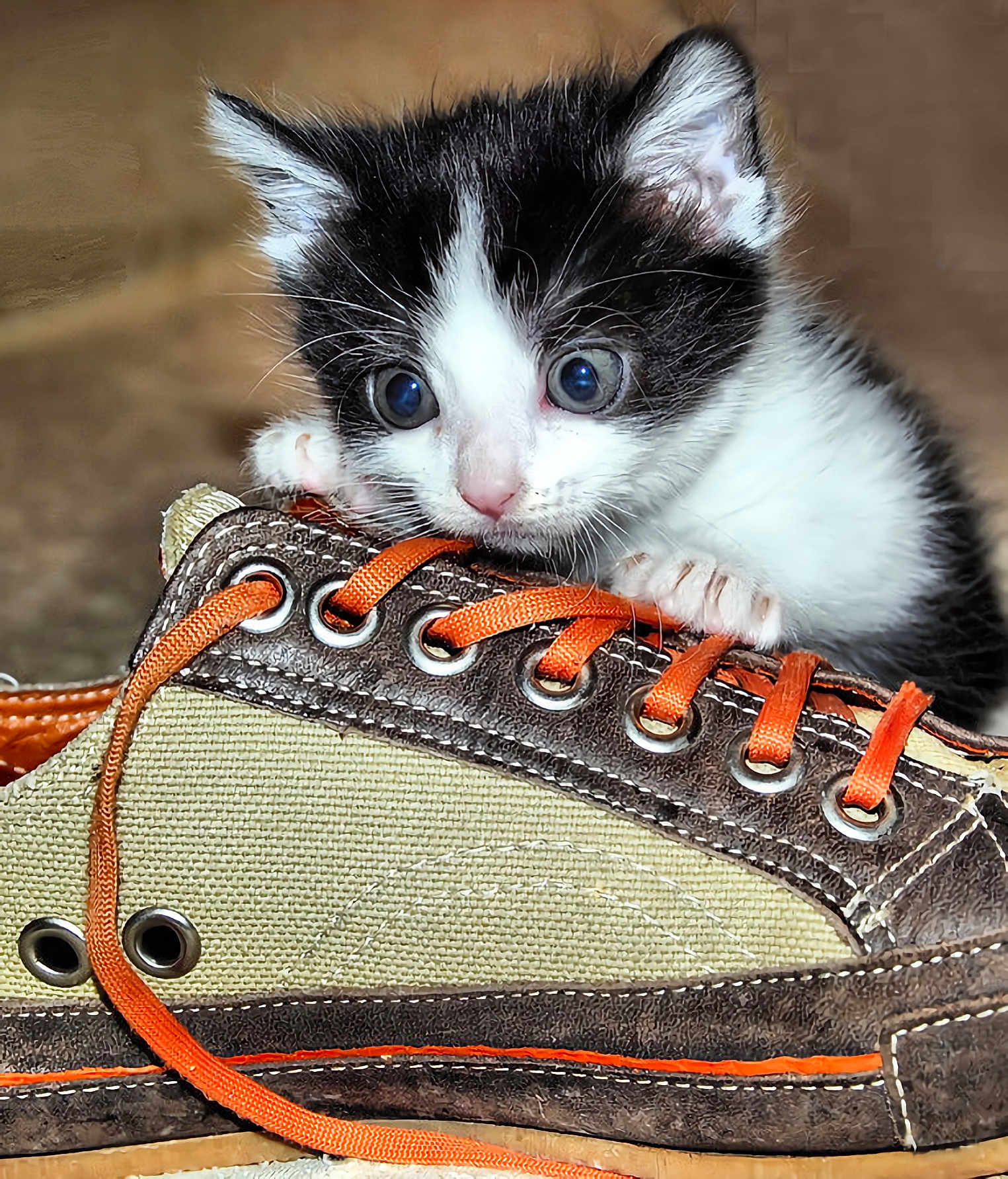 Mika a rejoint le concours — aidez-le/la à gagner de superbes lots ! kitten, cat, shoe, sneaker, laces, black_and_white, cute, pet, animal, feline, close_up, indoor, small, curious, playful, fur, whiskers, paws, texture, footwear