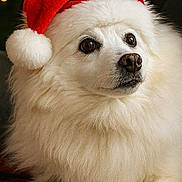 Jaycee joined the competition — help win amazing prizes! animal, christmas, close_up, cute, dog, ears, expression, festive, fluffy, fur, holiday, indoors, nose, paw, pet, portrait, santa_hat, soft_focus, warm_lighting, white_dog