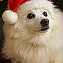 animal, christmas, close_up, cute, dog, ears, expression, festive, fluffy, fur, holiday, indoors, nose, paw, pet, portrait, santa_hat, soft_focus, warm_lighting, white_dog