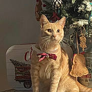 Charlie joined the competition — help win amazing prizes! cat, orange_tabby, bow_tie, christmas_tree, ornaments, marble_countertop, holiday_decor, indoor, pet, feline, curious, festive, decorations, animal, domestic_cat, winter, seasonal, red_bow, tree, cozy