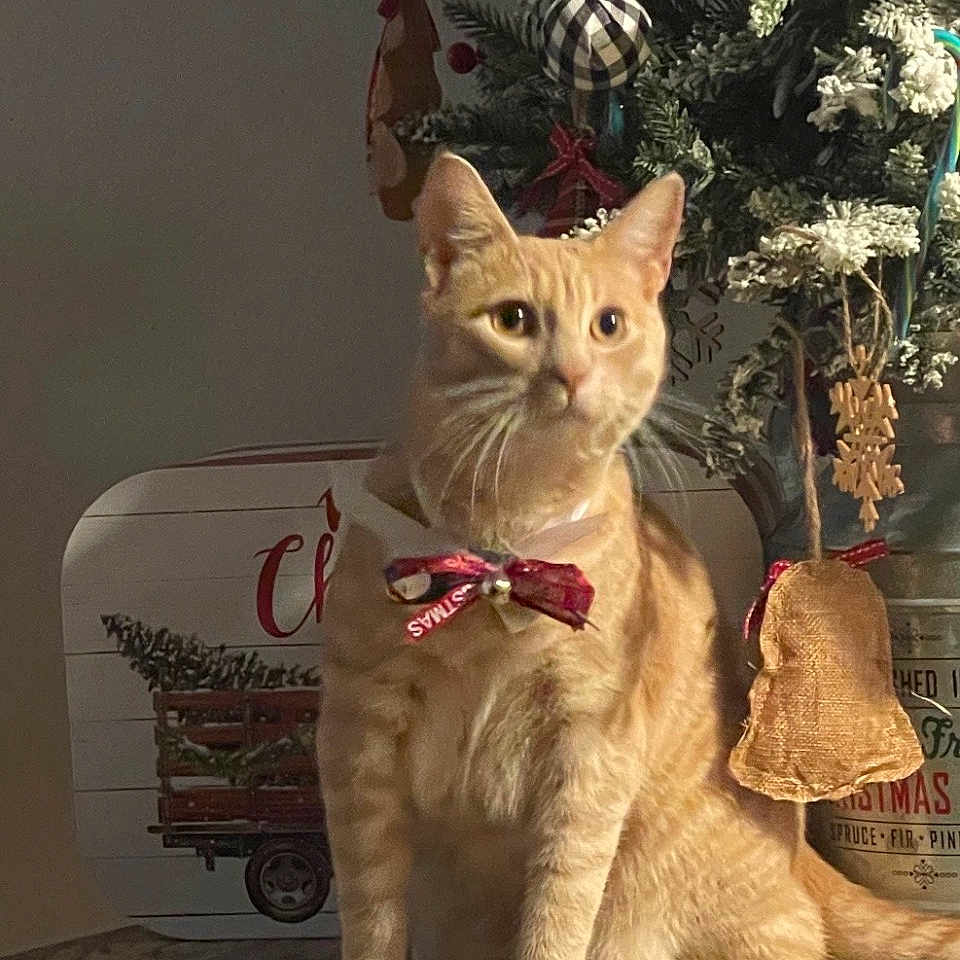 Charlie joined the competition — help win amazing prizes! cat, orange_tabby, bow_tie, christmas_tree, ornaments, marble_countertop, holiday_decor, indoor, pet, feline, curious, festive, decorations, animal, domestic_cat, winter, seasonal, red_bow, tree, cozy