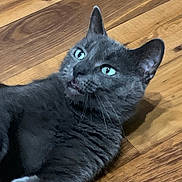 Mable is registered to the contest to win money with this photo: cat, grey_cat, green_eyes, pet, animal, feline, whiskers, ears, floor, wooden_floor, indoor, laying_down, fur, closeup, alert, expression, domestic_cat, cute, mammal, house_pet