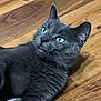 cat, grey_cat, green_eyes, pet, animal, feline, whiskers, ears, floor, wooden_floor, indoor, laying_down, fur, closeup, alert, expression, domestic_cat, cute, mammal, house_pet