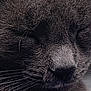 Mable joined the competition — help win amazing prizes! cat, close_up, gray_fur, whiskers, face, serene, sleeping, pet, animal, feline, soft_texture, nostrils, closed_eyes, cute, muzzle, fur, calm, indoor, portrait, peaceful