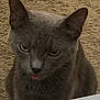 Mable is registered to the contest to win money with this photo: cat, gray_cat, pet, animal, tongue_out, carpet, indoor, feline, whiskers, ears, green_eyes, fur, cute, close_up, looking_up, mischievous, domestic_cat, face, sitting, curious