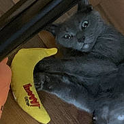 Mable joined the competition — help win amazing prizes! animal, banana_toy, cat, claws, companion, curious, cute, domestic, ears, feline, flooring, gray_cat, indoor, paw, pet, playful, relaxed, toy, whiskers, wooden_floor