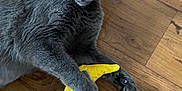 Mable joined the competition — help win amazing prizes! cat, gray_cat, toy, banana_toy, wooden_floor, pet, indoor, playful, claws, fur, animal, green_eyes, laying_down, cute, domestic_cat, whiskers, flooring, relaxed, mischievous, claw