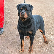 Urko a rejoint le concours — aidez-le/la à gagner de superbes lots ! animal, appenzeller, boxer, bulldog, canine, clothing, dog, footwear, hound, labradorretriever, pants, person, pet, pitbull, policedog, pug, puppy, shoe, snout, walkingdog