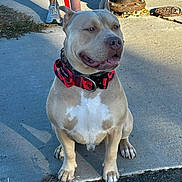 Ezekiel joined the competition — help win amazing prizes! dog, pitbull, collar, leash, sidewalk, concrete, outdoor, sunlight, shadow, pet, canine, sitting, animal, pavement, owner, shoes, legs, tattoo, summer, casual