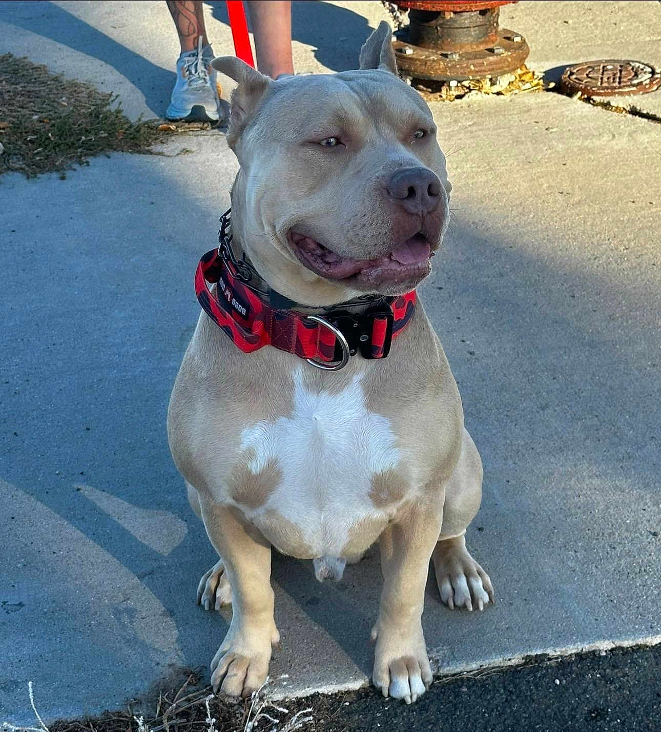 Ezekiel joined the competition — help win amazing prizes! dog, pitbull, collar, leash, sidewalk, concrete, outdoor, sunlight, shadow, pet, canine, sitting, animal, pavement, owner, shoes, legs, tattoo, summer, casual