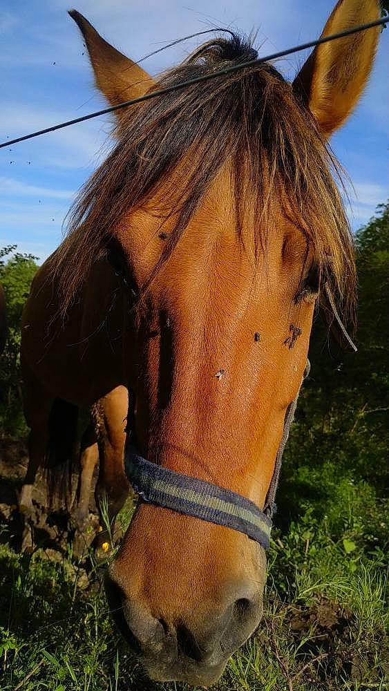 Loubs participe au concours pour gagner de l'argent avec cette photo : bridle, fawn, grass, hair, horse, horse_supplies, horse_tack, liver, livestock, mammal, mane, mare, mustang_horse, nose, pack_animal, pasture, pony, snout, sorrel, stallion