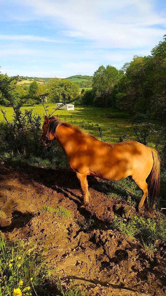 Loubs a rejoint le concours — aidez-le/la à gagner de superbes lots ! dirt_road, fawn, grass, hill, horse, landscape, mane, mare, mustang_horse, pasture, plant_community, road, rural_area, shrubland, soil, sorrel, stallion, wildlife, working_animal