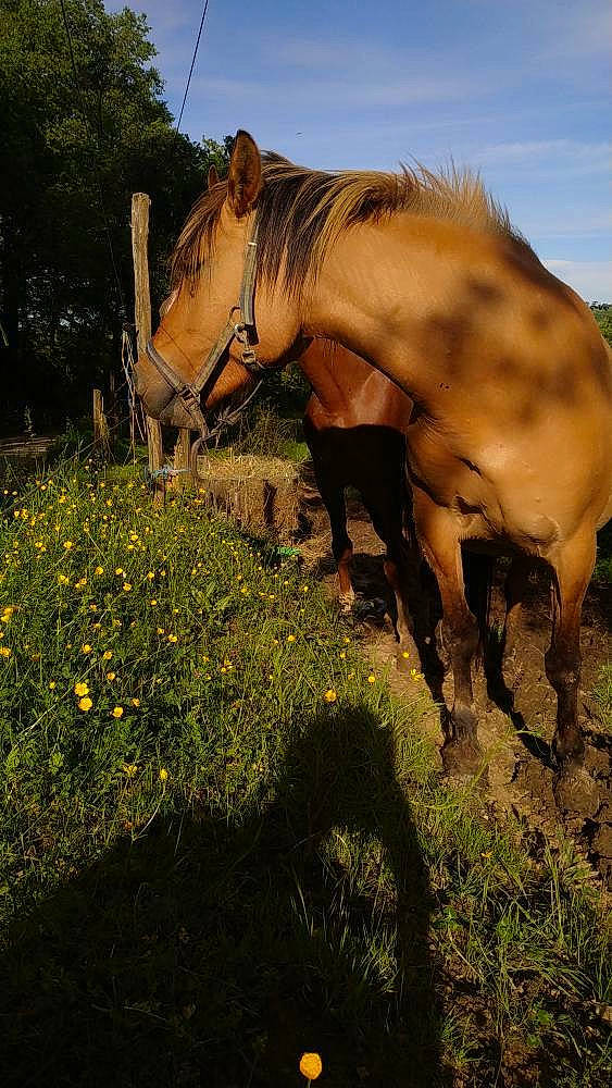 Loubs a rejoint le concours — aidez-le/la à gagner de superbes lots ! grassland, grazing, horse, livestock, mammal, mane, mare, mustang_horse, pasture, sorrel, stallion, vertebrate, wildlife