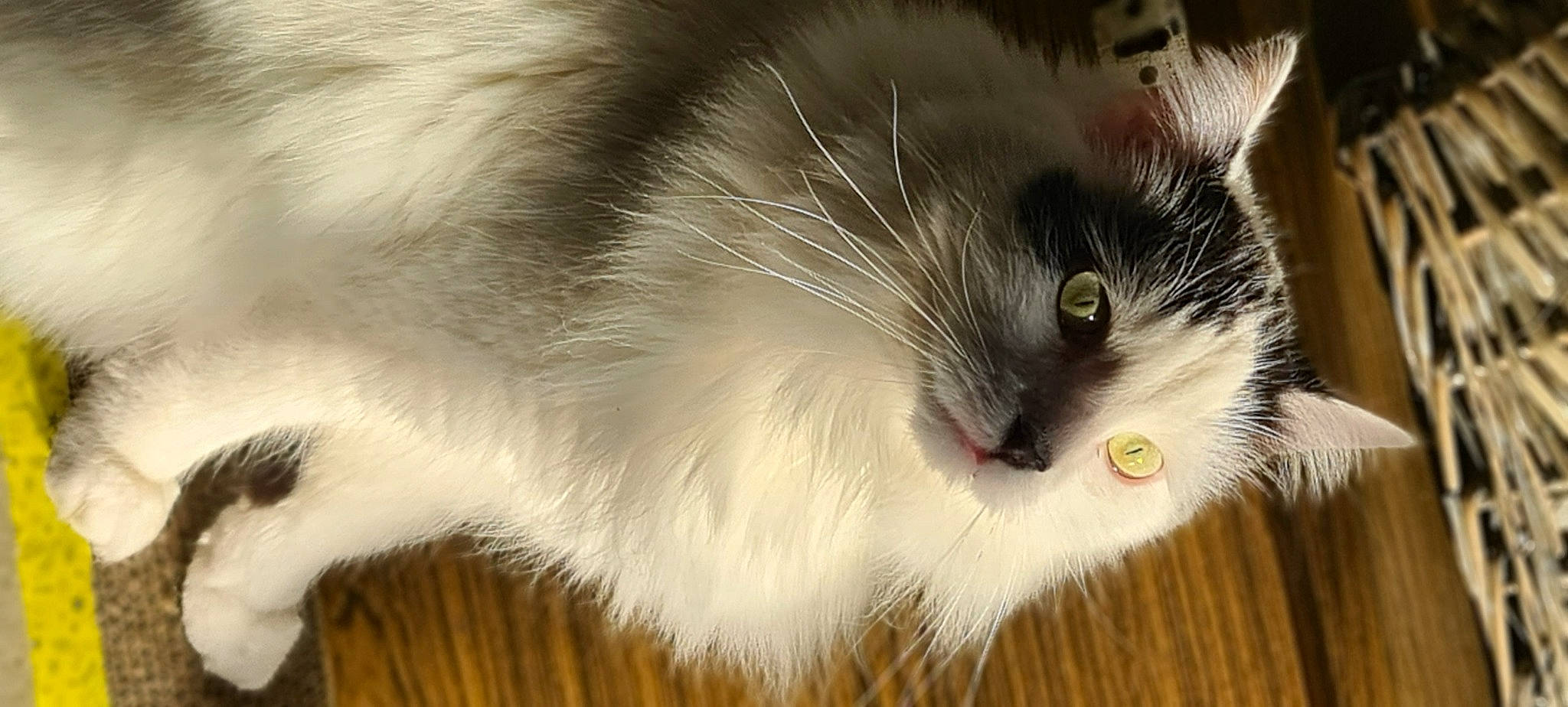 Chaton a rejoint le concours — aidez-le/la à gagner de superbes lots ! carnivore, cat, cat_toy, claw, close_up, domestic_short_haired_cat, felidae, flooring, fur, paw, small_to_medium_sized_cats, snout, tail, whiskers, wood