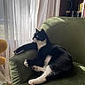 animal, black_and_white_cat, books, cat, cozy, curtains, daylight, domestic, fur, furniture, green_armchair, indoor, looking_away, paws, pet, relaxing, second_cat, shelf, sunlight, window