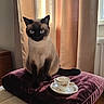cat, siamese_cat, blue_eyes, indoor, cushion, purple, teacup, saucer, vintage, curtains, window, wooden_furniture, cozy, pet, animal, domestic, feline, sitting, portrait, soft_light