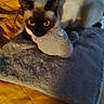 cat, siamese_cat, toy_mouse, bed, blanket, soft_texture, indoor, pet, animal, yellow_bedspread, gray_mat, feline, claw, ears, whiskers, resting, cozy, home, cute, pet_toy