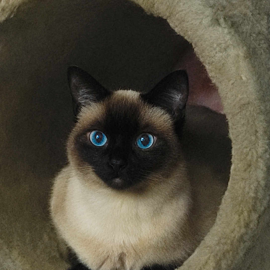 Pheonixfeather