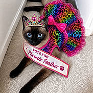 Pheonixfeather joined the competition — help win amazing prizes! animal, blue_eyes, carpet, cat, colorful, costume, cute, dress, fashion, indoor, leopard_print, lying_down, pageant, pet, pink_bow, portrait, rainbow, sash, siamese_cat, tiara
