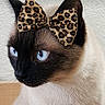 Pheonixfeather joined the competition — help win amazing prizes! animal, blue_eyes, bow, cat, close_up, cute, domestic_animal, ears, face, feline, fur, indoor, leopard_print, looking_away, neutral_background, pet, portrait, siamese_cat, soft_light, whiskers