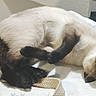 cat, siamese_cat, lying_down, relaxed, indoor, soft_surface, white, cream_fur, dark_paws, dark_face, pet, feline, sleepy, cozy, domestic_animal, whiskers, paws, fur, resting, cute