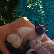 Pheonixfeather is registered to the contest to win money with this photo: cat, siamese_cat, fluffy_cushion, stuffed_animal, outdoor, pool, water, palm_leaves, greenery, relaxing, pet, animal, cozy, sunlight, shade, resting, feline, soft_texture, summer, nature