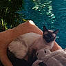 cat, siamese_cat, fluffy_cushion, stuffed_animal, outdoor, pool, water, palm_leaves, greenery, relaxing, pet, animal, cozy, sunlight, shade, resting, feline, soft_texture, summer, nature