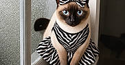Pheonixfeather is registered to the contest to win money with this photo: animal, blue_eyes, bow, cat, close_up, costume, cute, domestic_animal, dress, fashion, feline, indoor, looking_at_camera, pet, portrait, siamese_cat, sitting, window, windowsill, zebra_pattern