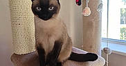 Pheonixfeather joined the competition — help win amazing prizes! cat, siamese_cat, cat_tree, pet_toys, window, indoor, feline, animal, pet, fur, whiskers, ears, tail, sitting, looking, sunlight, home, cozy, playful, cute