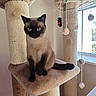 cat, siamese_cat, cat_tree, pet_toys, window, indoor, feline, animal, pet, fur, whiskers, ears, tail, sitting, looking, sunlight, home, cozy, playful, cute