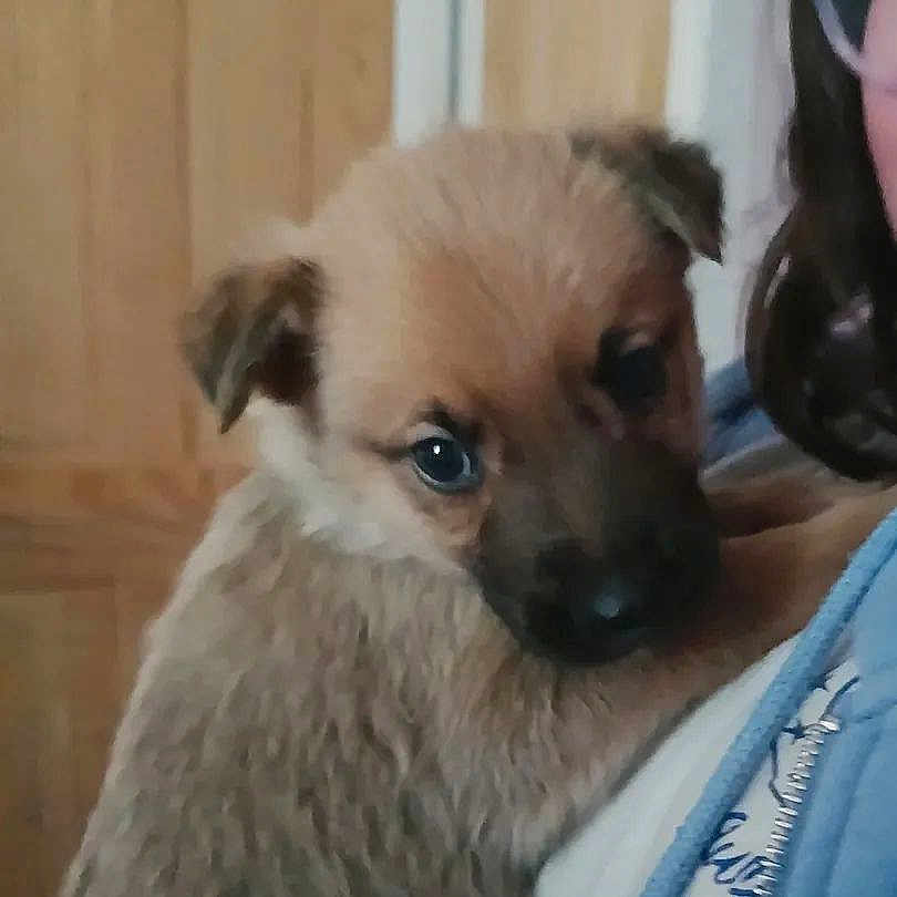 Teddy joined the competition — help win amazing prizes! puppy, dog, pet, cute, fur, close_up, indoor, person, holding, brown, animal, young, face, ears, eyes, portrait, domestic_animal, cozy, expression, jacket