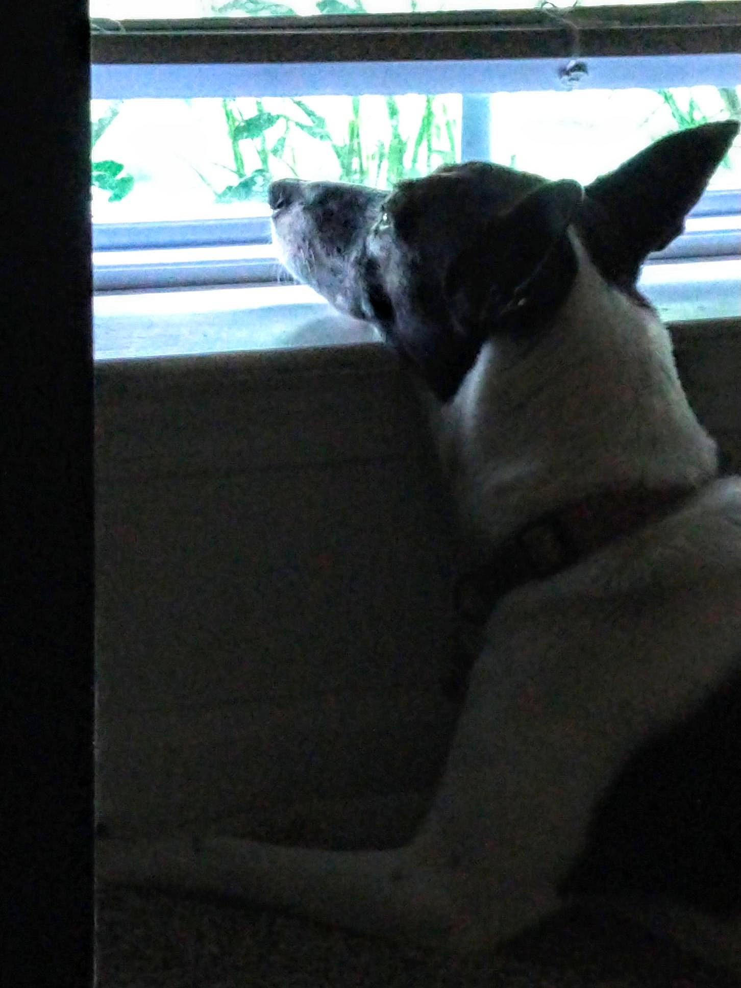 Hera joined the competition — help win amazing prizes! canidae, carnivore, companion_dog, dog, dog_breed, ear, fawn, rat_terrier, snout, sporting_group, tail, window